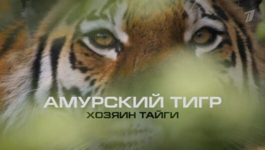 Амурский тигр Хозяин тайги 28.09.2025 смотреть онлайн Rufilm.ORG Амурский тигр Хозяин тайги 28.09.2025