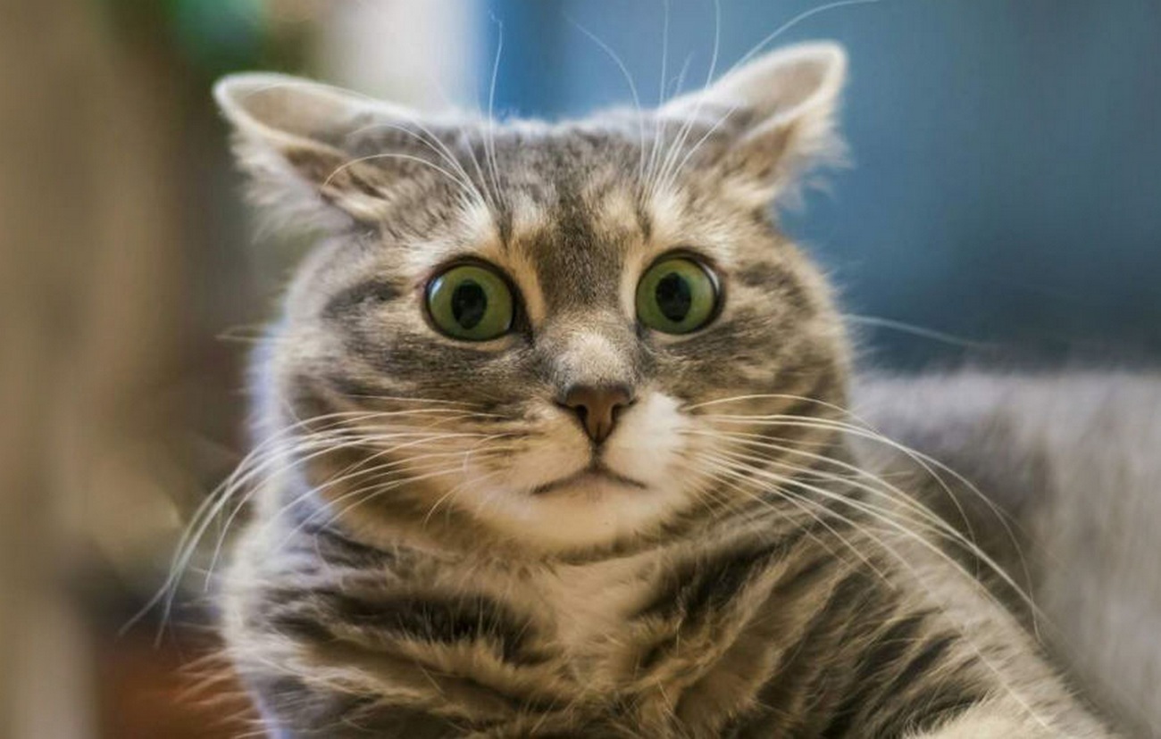 Промпт для QA: представь, что ты НЕ тестировщик