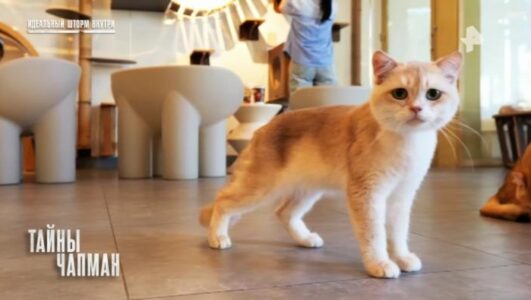 Тайны Чапман 16.03.2026