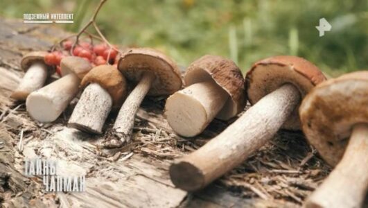 Тайны Чапман 11.12.2025 Rufilm.ORG Тайны Чапман 11.12.2025